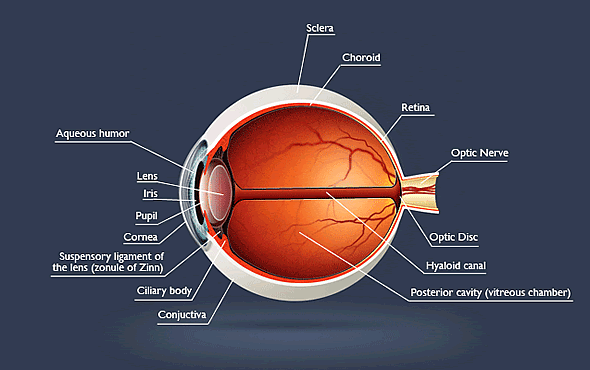 Iris, Eye, Structure, Anatomy, & Function